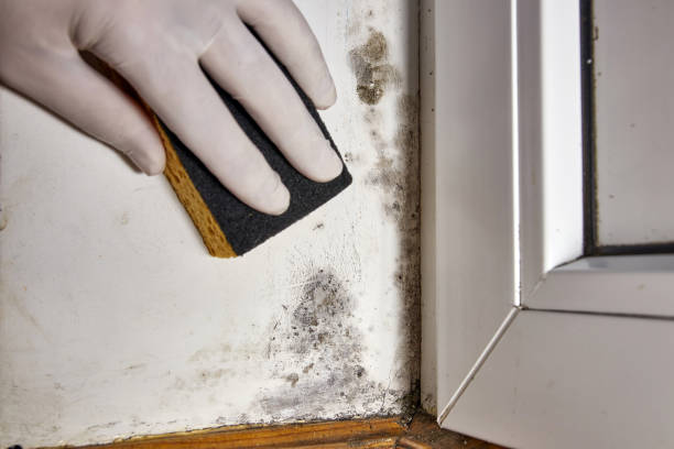 Best Mold Removal for HVAC Installations  in Bar Nunn, WY